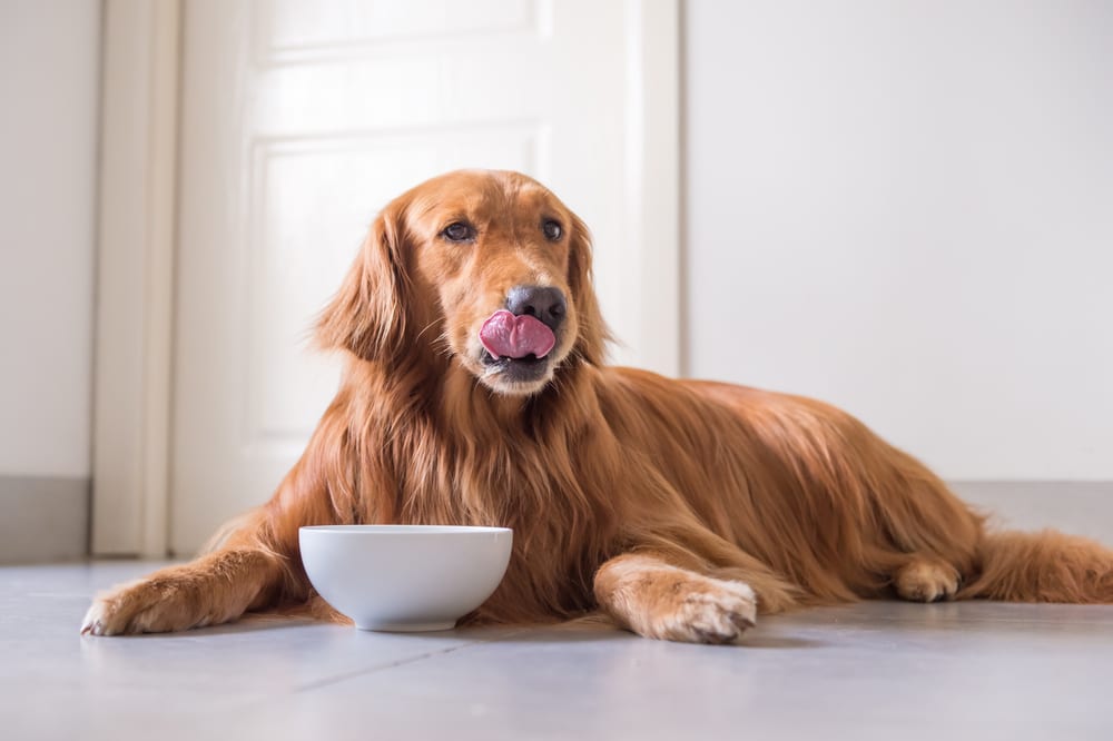 7 Benefits of Your Dog Taking a Dietary Supplement