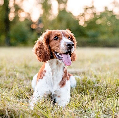 Nurturing a Healthy Immune Response in Dogs with the Right Vitamins