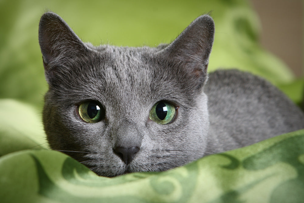 Common Cat Eye Problems to Look Out For
