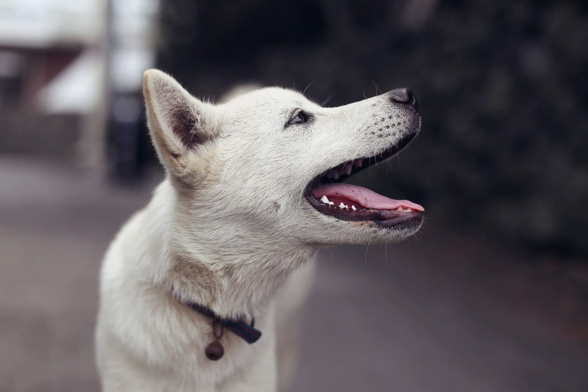 Prebiotics for Dogs: What are They and What Do They Do?