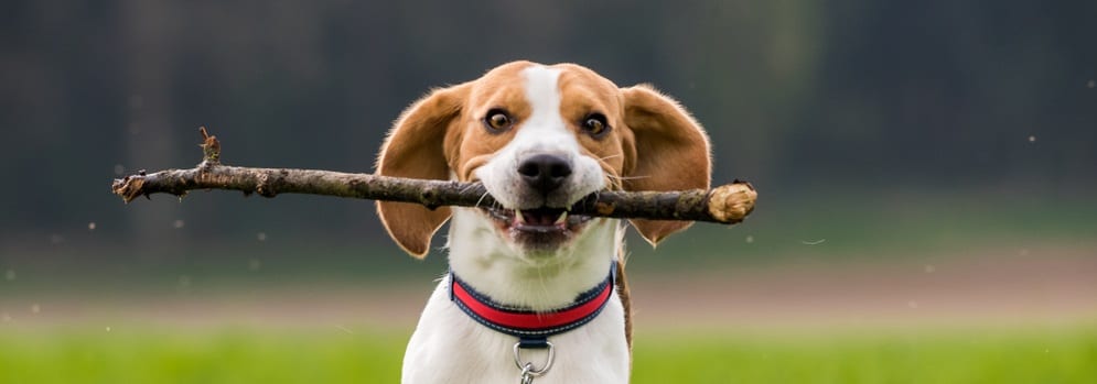 Understanding Beagle Weight: What’s Healthy for Your Dog?