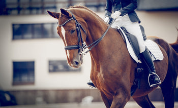 Managing Equine Wounds