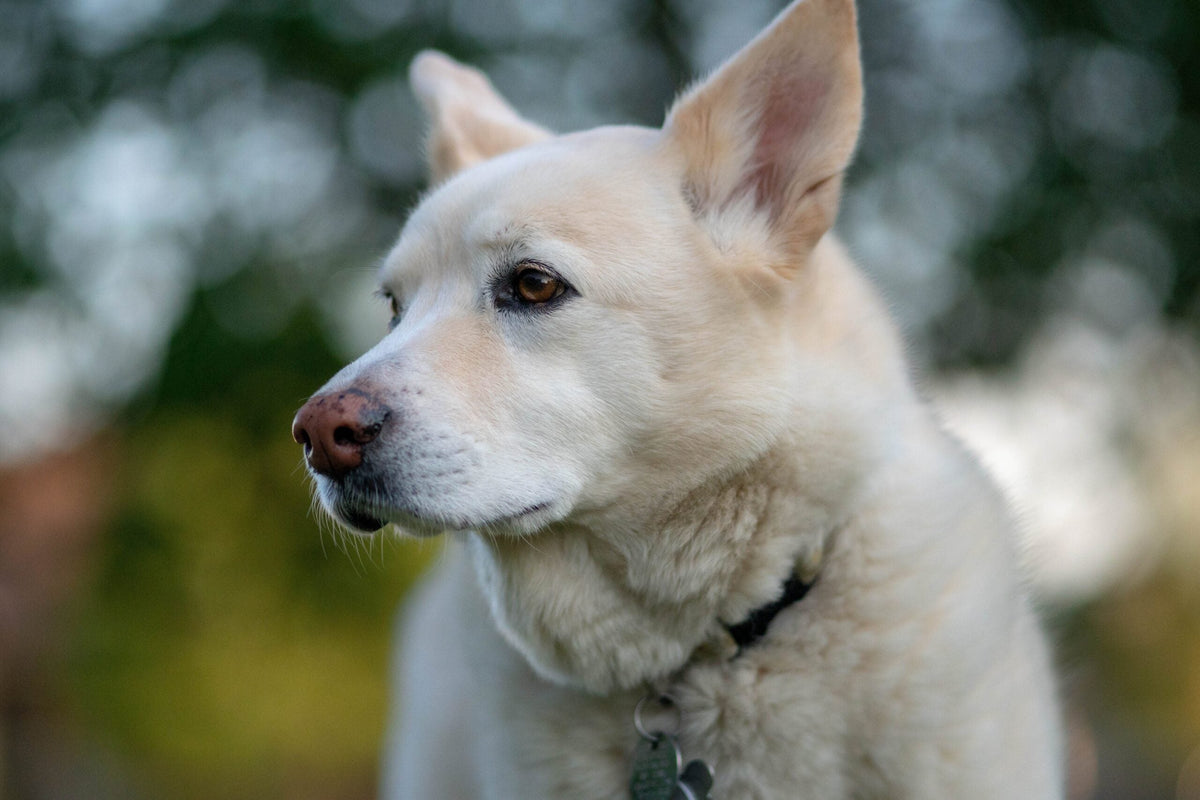 The Dog Digestive System