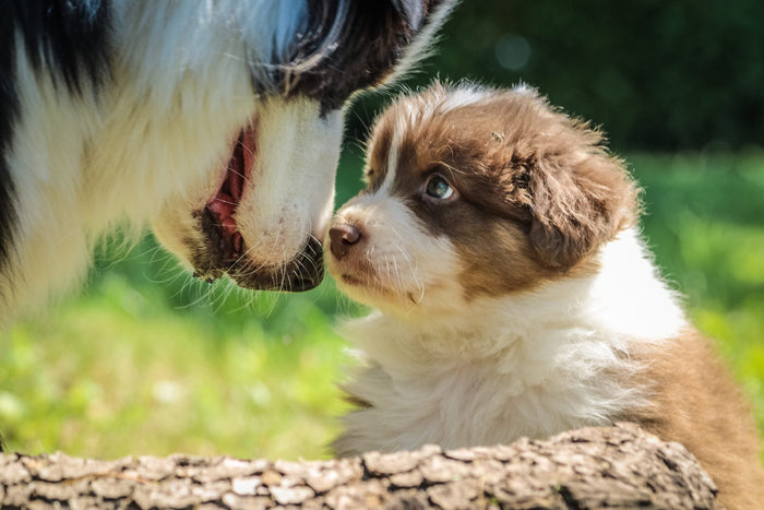 The Puppy Stage: Nutritional Needs for Puppies