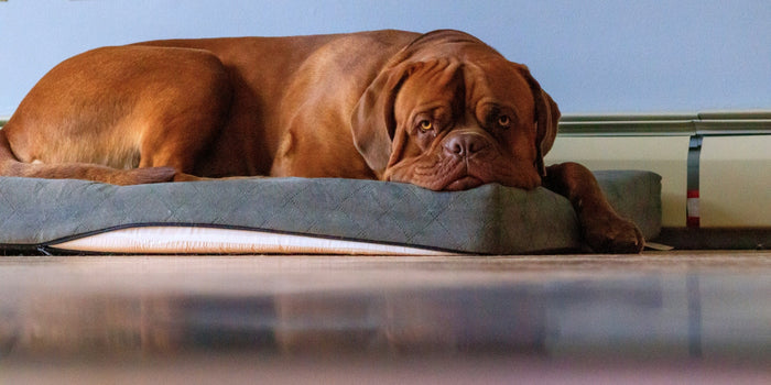 large brown dog laying on dog bed