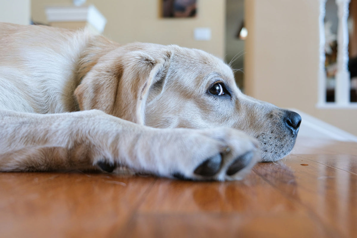 a labrador retriever laying on the floor looking up