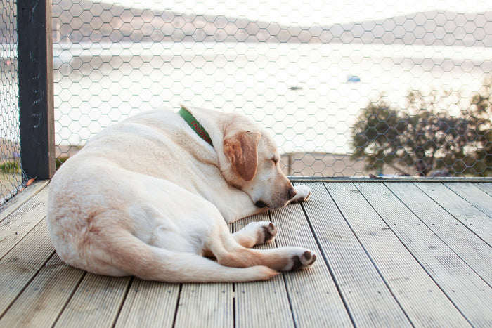 yellow labrador retriever laying on a porch
