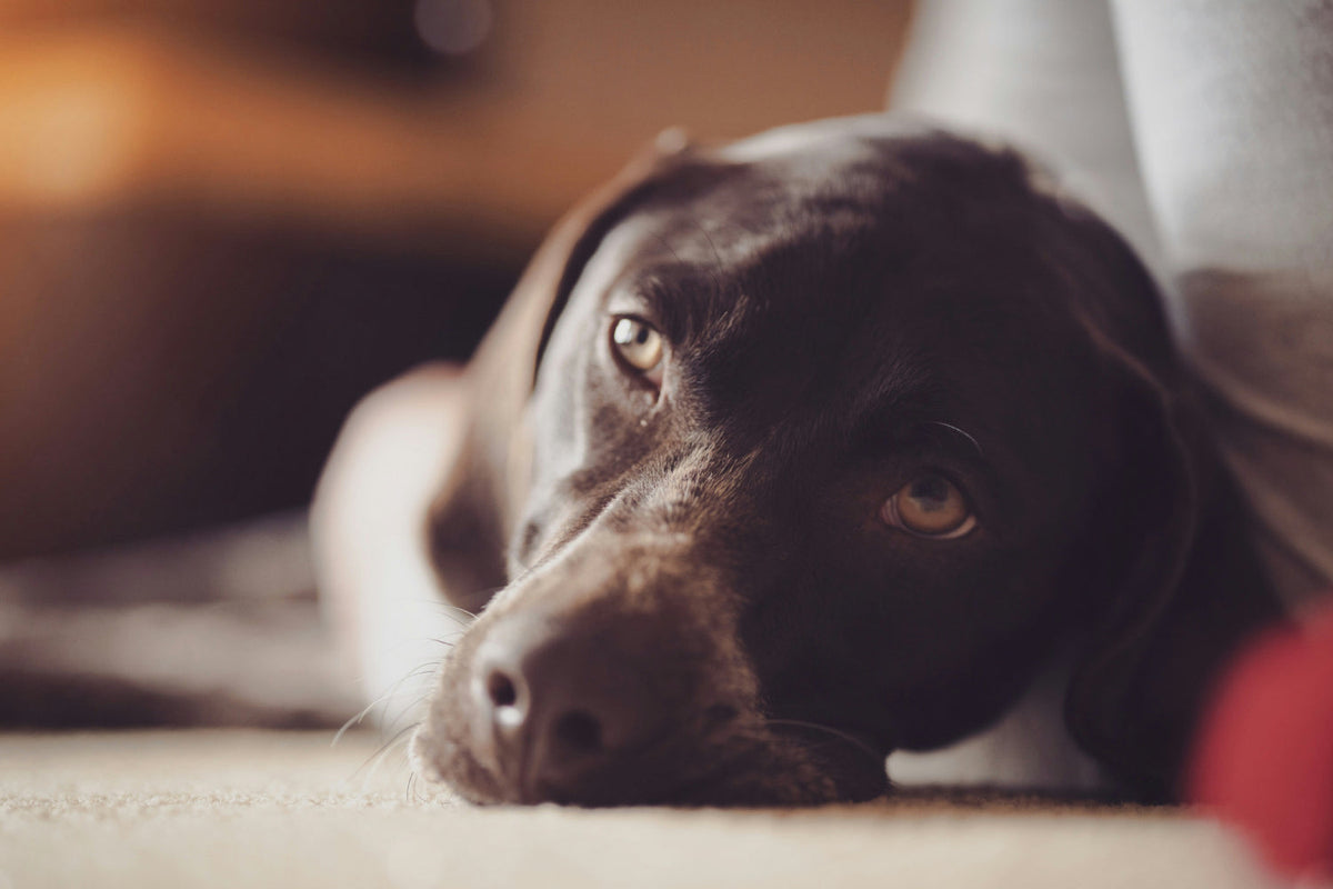 adult chocolate labrador retriever lying near a grey textile