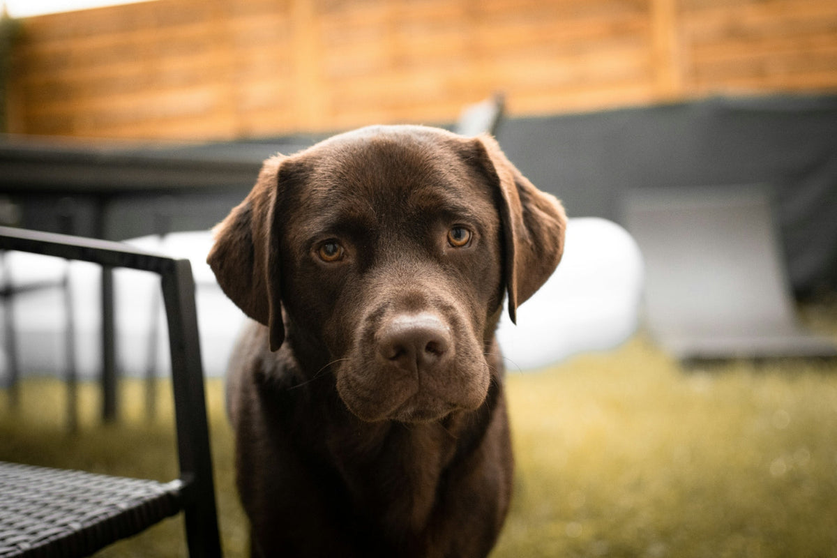 brown labrador retriever puppy