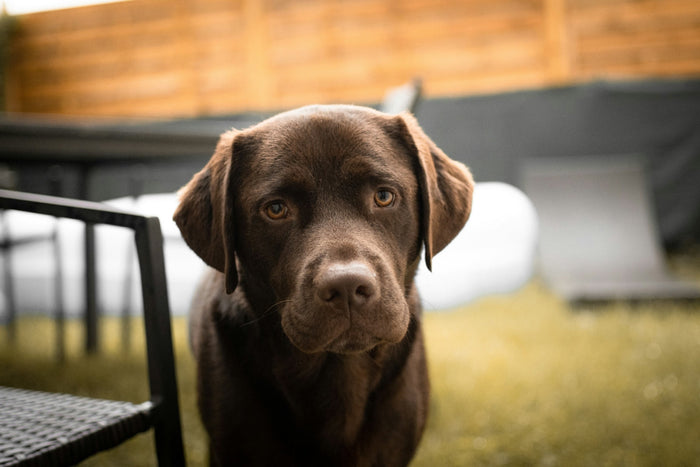 brown labrador retriever puppy