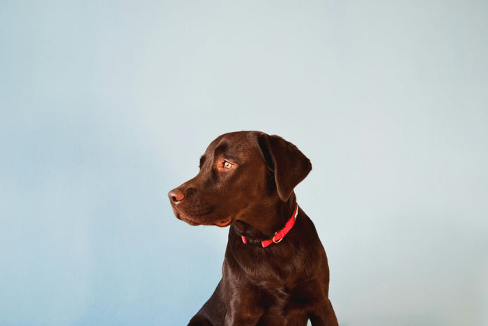 a young chocolate labrador retriever standing in front of a light colored backdrop