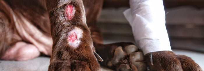 brown dog with sores on leg near paws