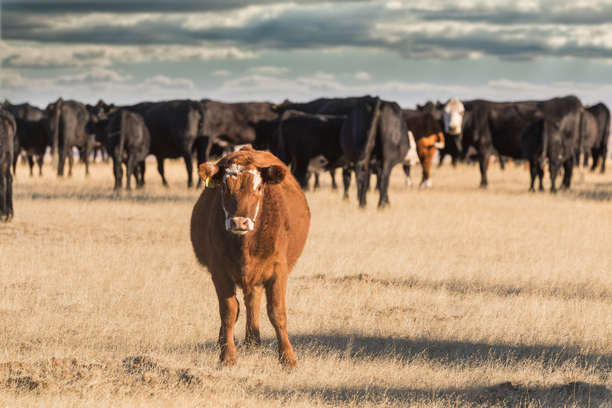 a brown cow standing in front of a herd of cows in a field