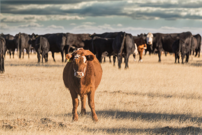 a brown cow standing in front of a herd of cows in a field