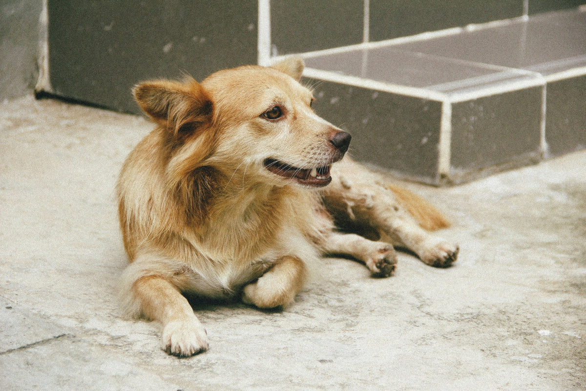 A light brown dog laying near stairs