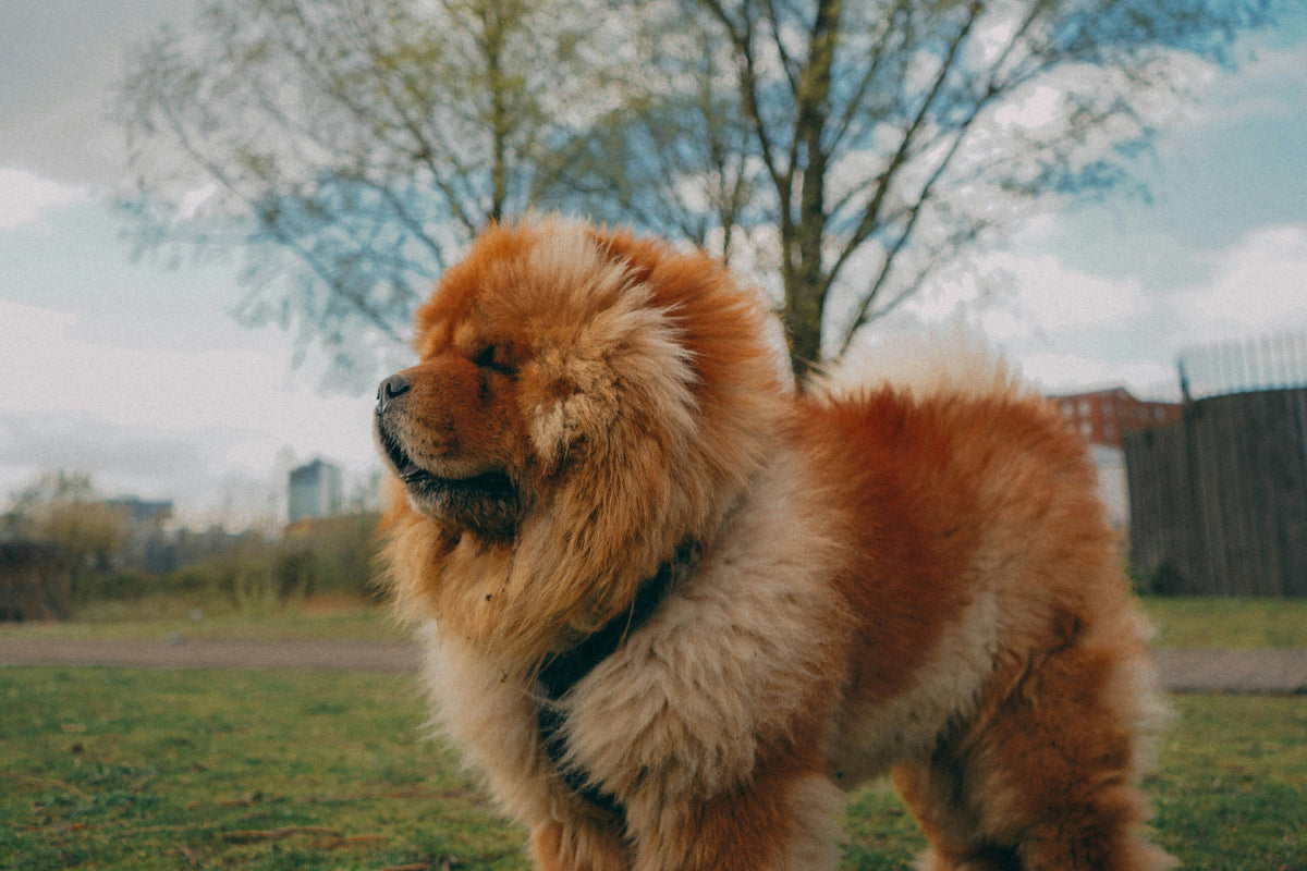 adult orange chow chow