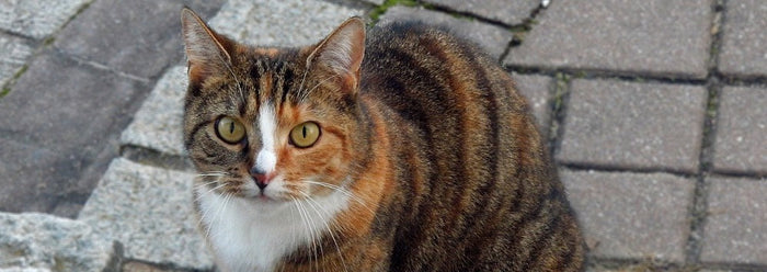 Most Common Cat Skin Issues