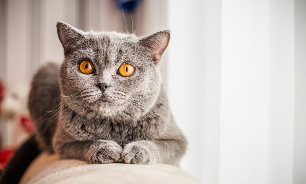 cat eyes