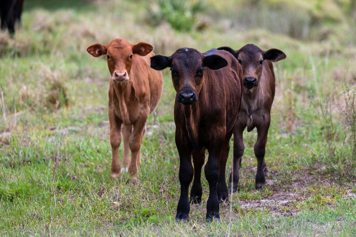 3 young cows standing in a field
