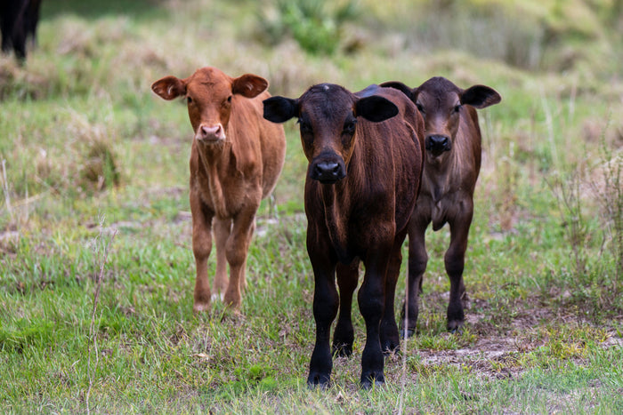 3 young cows standing in a field