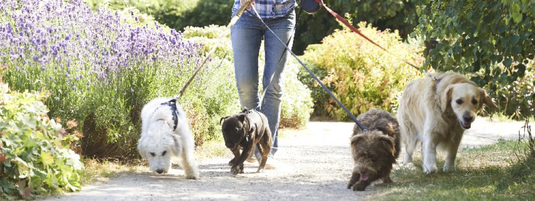 4 dogs walking on leashes