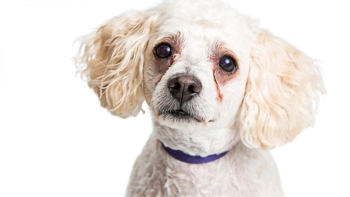 Common Poodle Health Issues
