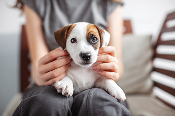 Cure puppy sitting on owner's lap