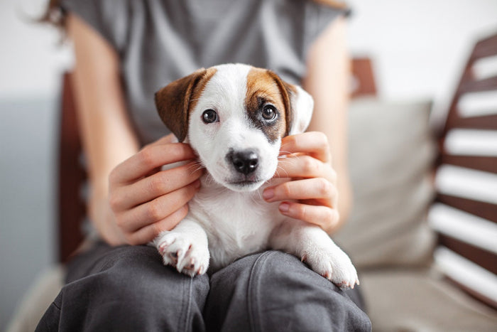 Cure puppy sitting on owner's lap