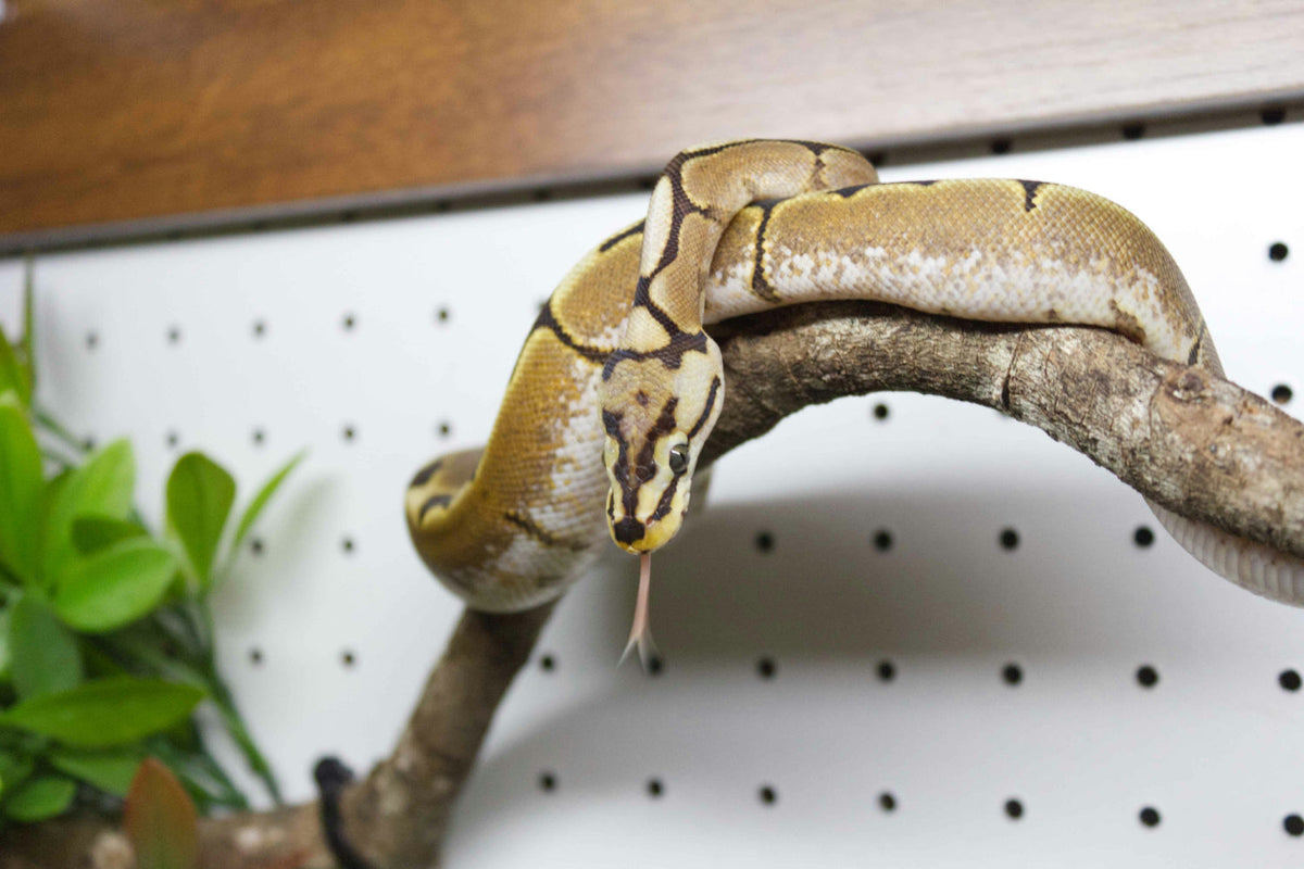 ball python on a branch