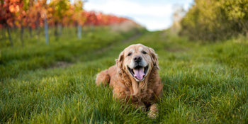 senior golden retriever in a grass field