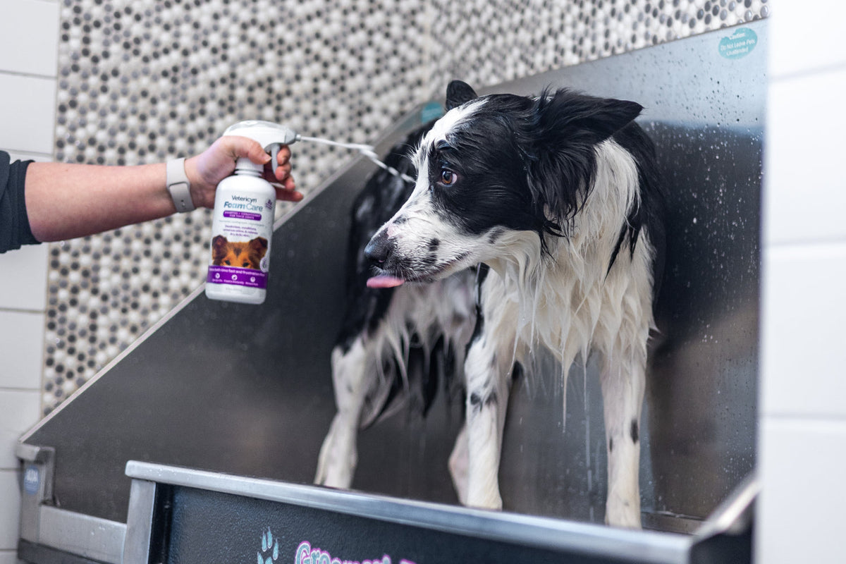 a black and white dog getting a bath with vetericyn foamcare