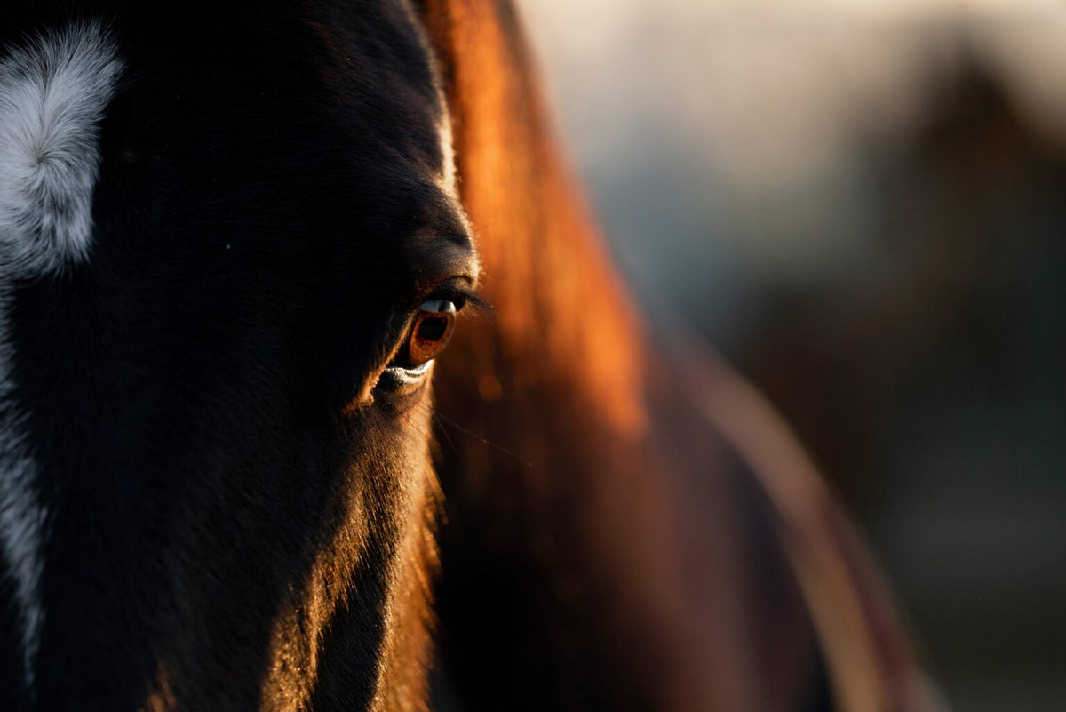 Horse eye 