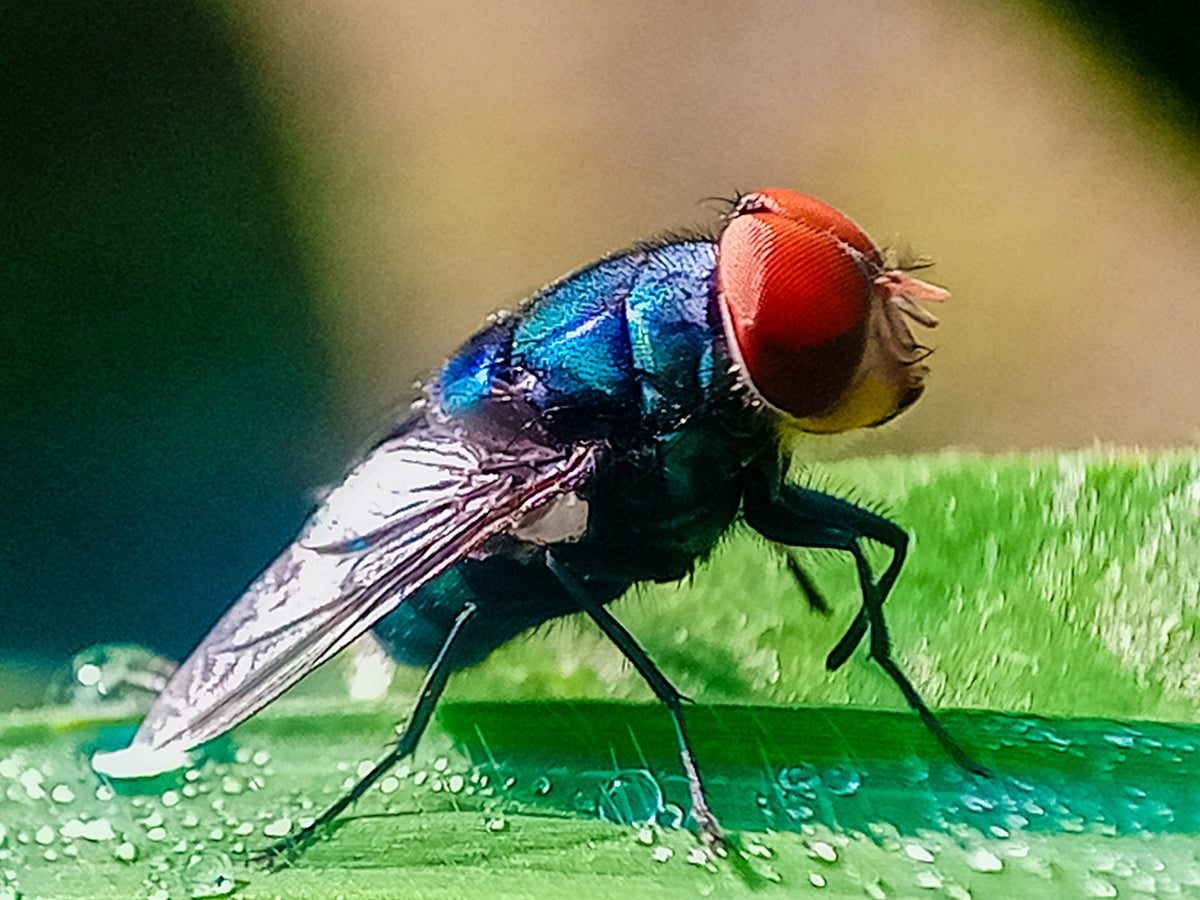 Cochliomyia hominivorax, New World screw-worm fly