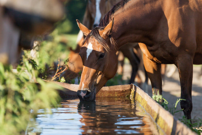 Horse drinking water 