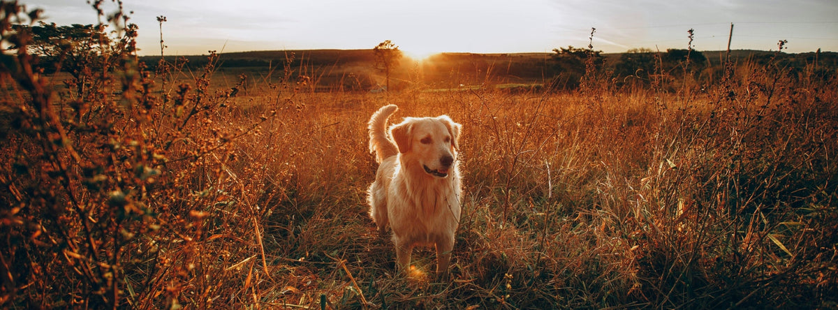 dog standing in a field at sunset