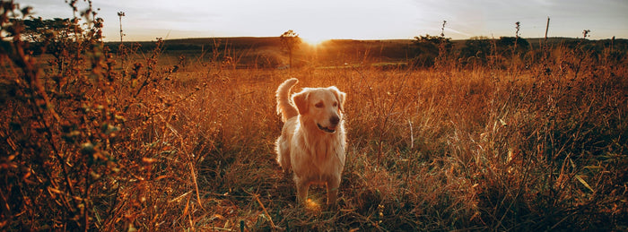 dog standing in a field at sunset