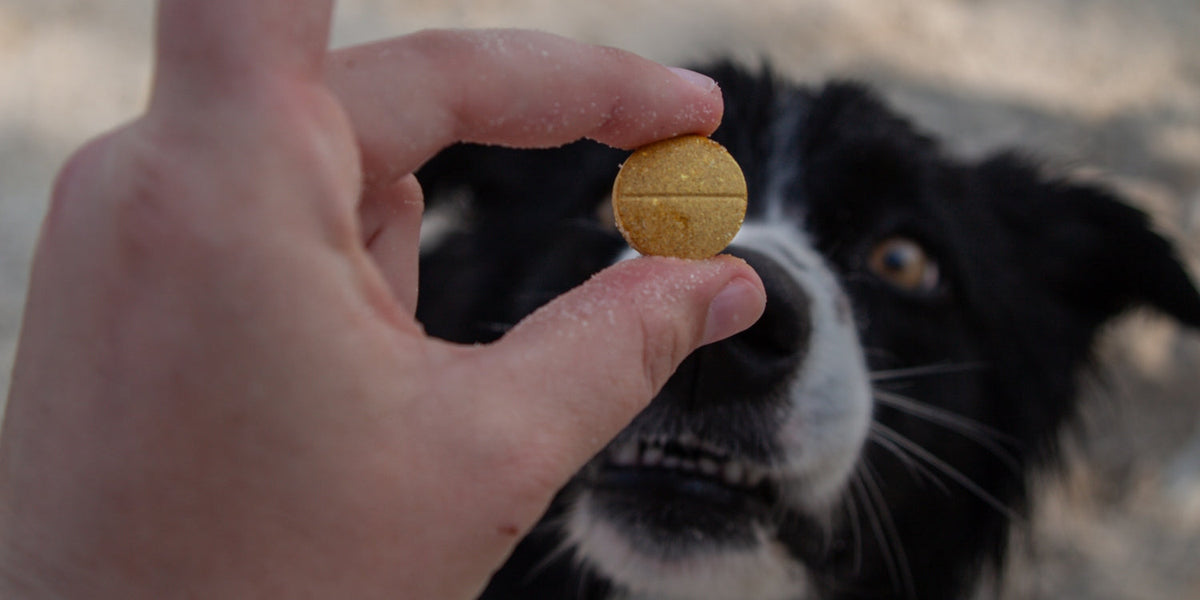 black and white dog about to eat supplement