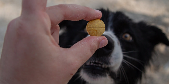 black and white dog about to eat supplement