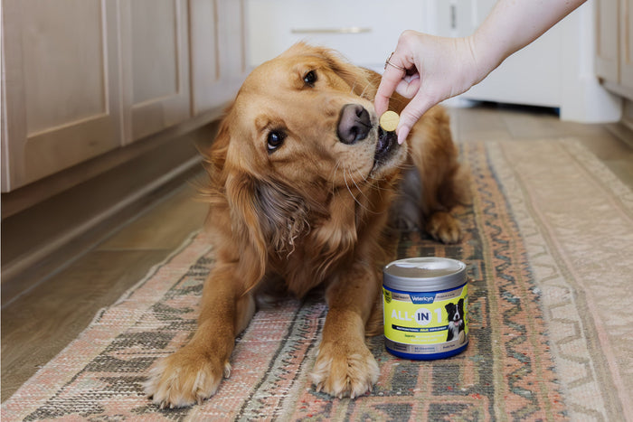 a golden retriever eating a tablet of all-in dog supplements