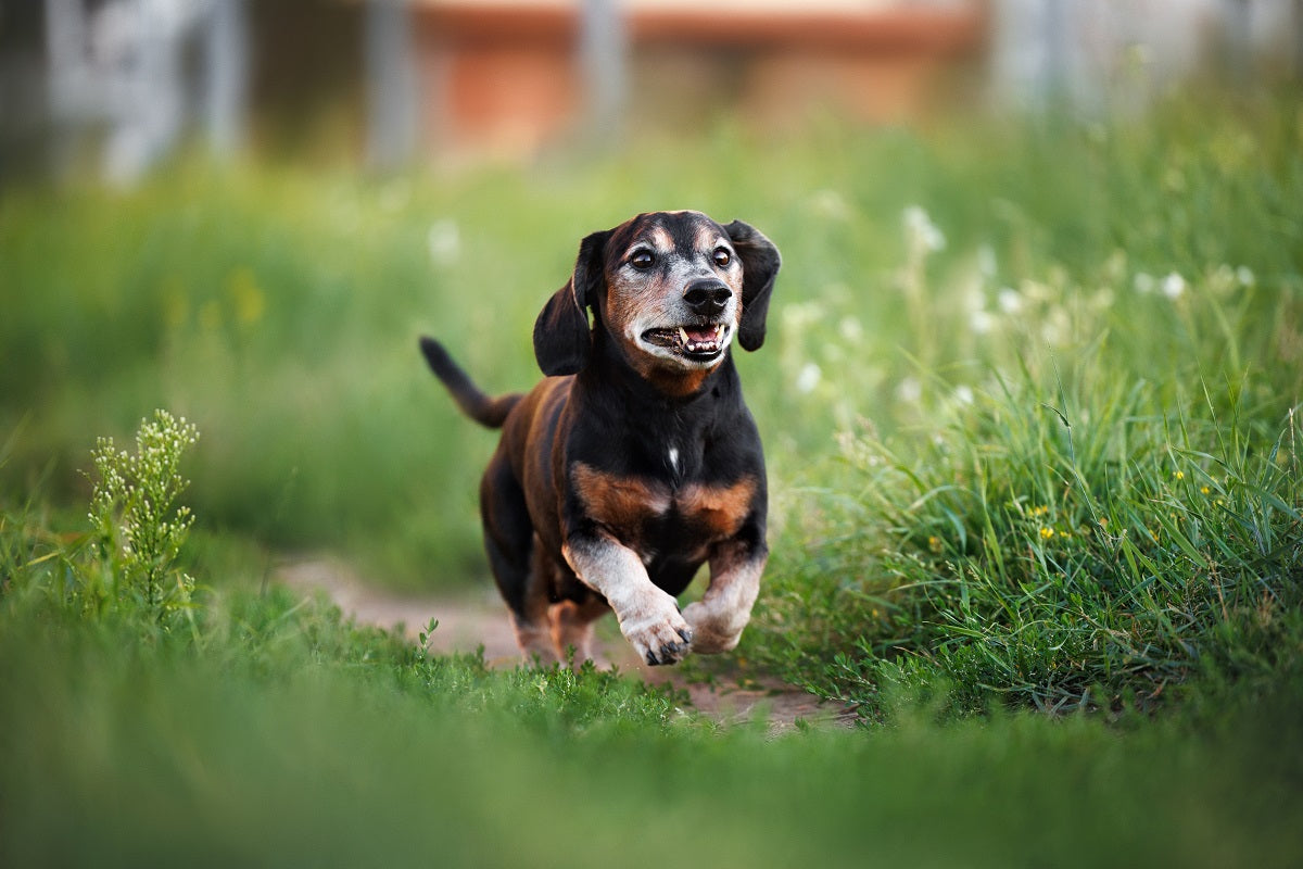 Senior dog running in the meadow