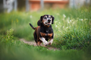 Senior dog running in the meadow