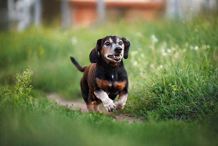 Senior dog running in the meadow