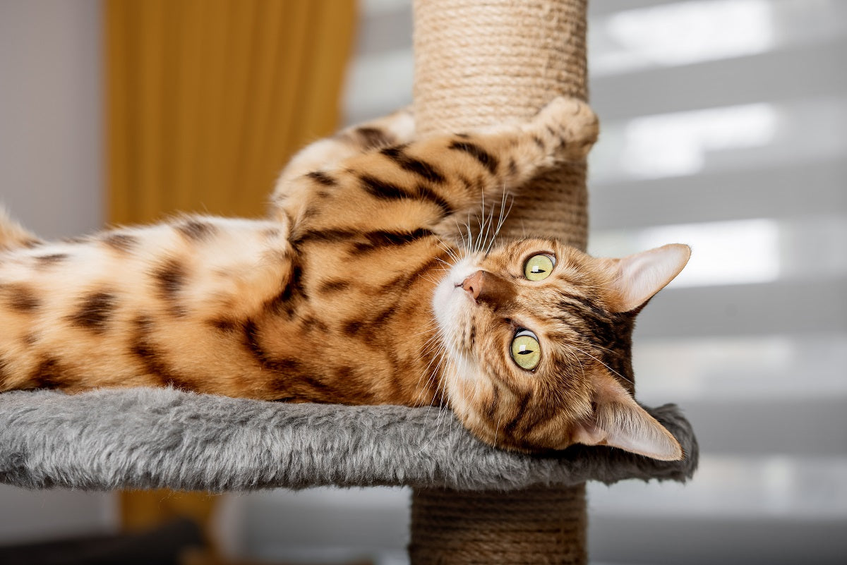 Tips to Treat a Broken Cat Claw