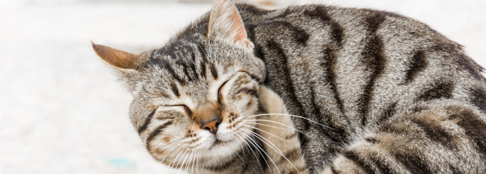 cat sleeping