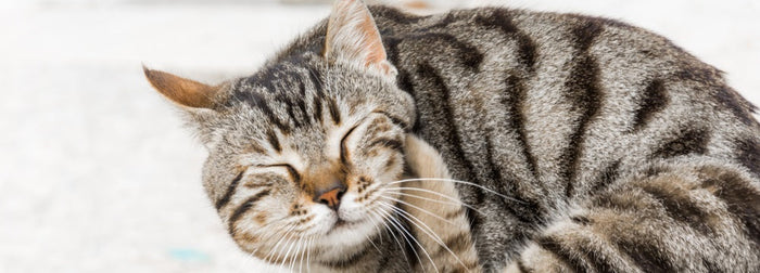 cat sleeping