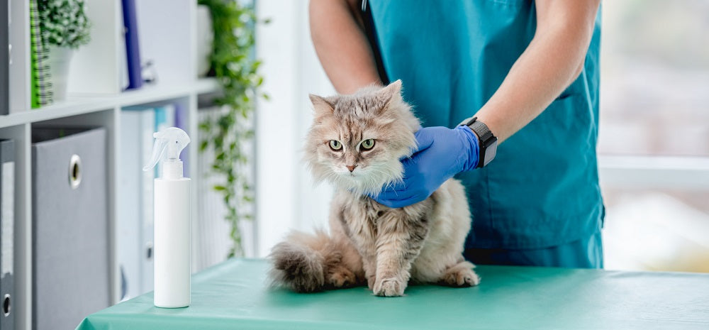 Top 5 Reasons Cats Visit the Veterinarian