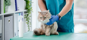 Top 5 Reasons Cats Visit the Veterinarian