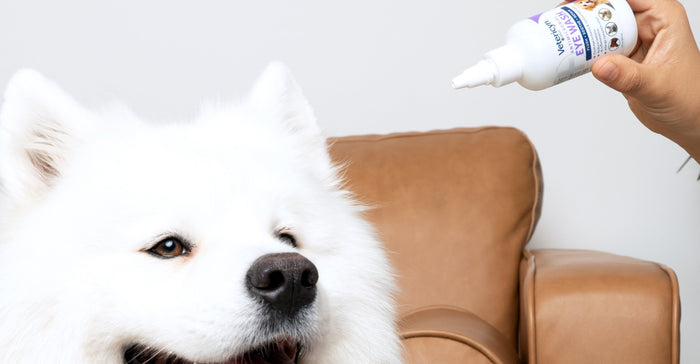 dogs