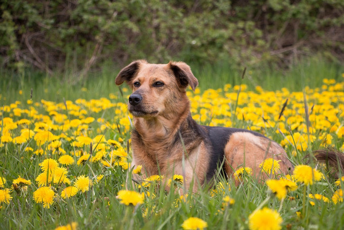 Dog lying in a yellow flower field