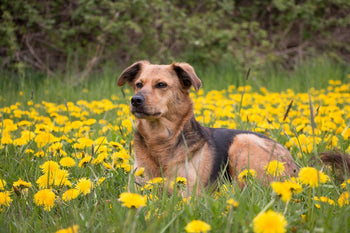 Dog lying in a yellow flower field